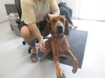 ALANI -  Redbone Coonhound Dog for Adoption in Ocala, Florida - ALANI | PetCurious