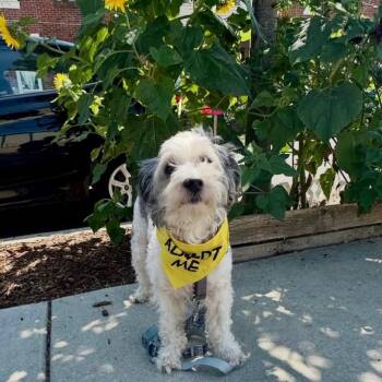Fifi -  Australian Shepherd and Miniature Poodle Dog for Adoption in Philadelphia, Pennsylvania - Fifi | PetCurious