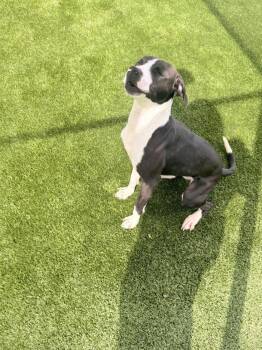 Hound Dogs Available for Adoption - Lexi | PetCurious