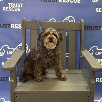 BENTLEY -  Schnauzer and Miniature Poodle Dog for Adoption in Waterford, New Jersey - BENTLEY | PetCurious