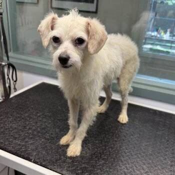 James Dean -  Terrier Dog for Adoption in Oakland, California - James Dean | PetCurious