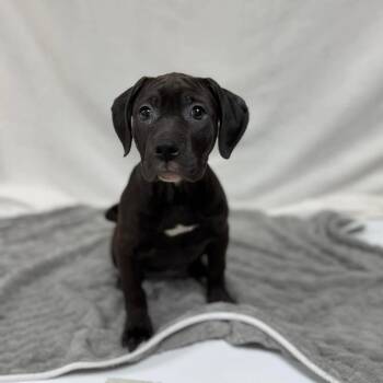 Mixed Breed Dogs Available for Adoption - Natasha | PetCurious