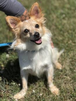 Pedro -  Chihuahua Dog for Adoption in Meherrin, Virginia - Pedro | PetCurious