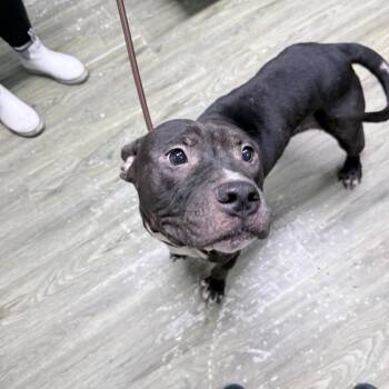 Blaine -  Mixed Breed Dog for Adoption in Summerville, South Carolina - Blaine | PetCurious