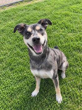 Atlas -  Catahoula Leopard Dog Dog for Adoption in Lagrange, Indiana - Atlas | PetCurious