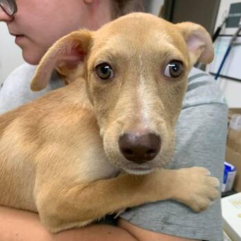 Leonard -  Labrador Retriever and Catahoula Leopard Dog Dog for Adoption in Hattiesburg, Mississippi - Leonard | PetCurious