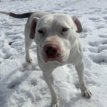 Pit Bull Terrier Dogs Available for Adoption - Peppa | PetCurious