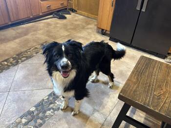 Border Collie Dogs Available for Adoption in Northwood, Ohio - THE SMARTEST BOY!!! | PetCurious