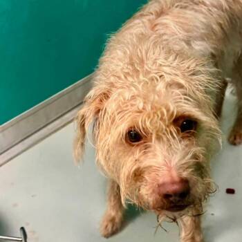 Cora -  Cairn Terrier and Miniature Poodle Dog for Adoption in Goltry, Oklahoma - Cora | PetCurious
