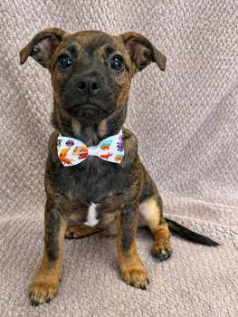 Chihuahua Dogs Available for Adoption in Lodi, California - Denver | PetCurious