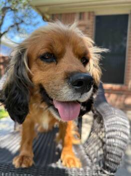 Symphony -  Cocker Spaniel Dog for Adoption in Austin, Texas - Symphony | PetCurious