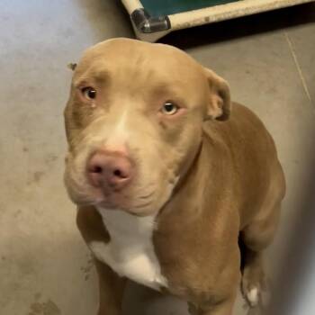Pit Bull Terrier Dogs Available for Adoption in Yuma, Arizona - Guerro | PetCurious