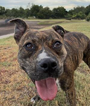 Shayna -  American Staffordshire Terrier Dog for Adoption in Oklahoma City, Oklahoma - Shayna | PetCurious