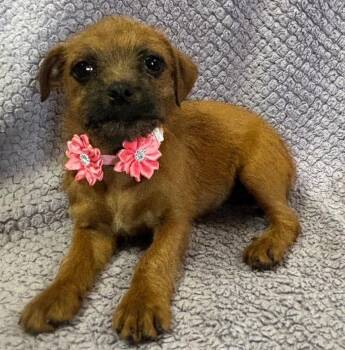 Rescue Poodle and French Bulldog Dogs for Adoption in Lodi, California - Annie | PetCurious