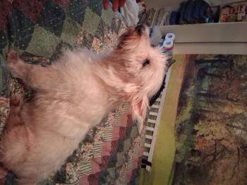 Toby -  West Highland White Terrier Westie Dog for Adoption in Indianapolis, Indiana - Toby | PetCurious