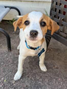 Terrier and Spaniel Dogs Available for Adoption in Minneapolis, Minnesota - Lola | PetCurious