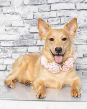 Golden Retriever and Shepherd Dogs Available for Adoption in Tuscaloosa, Alabama - Sandy | PetCurious