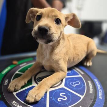 Sherri -  Mountain Cur Dog for Adoption in Wahiawa, Hawaii - Sherri | PetCurious