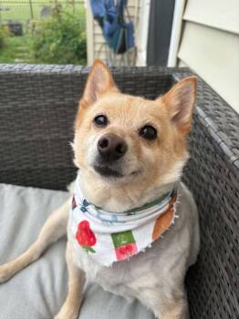 Foxy -  Shiba Inu and Pomeranian Dog for Adoption in West Peoria, Illinois - Foxy | PetCurious