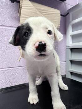 61395511 -  Mixed Breed Dog for Adoption in El Paso, Texas - 61395511 | PetCurious