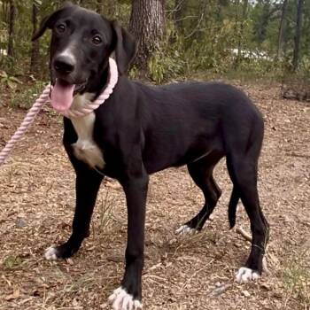 Ruthie -  German Shepherd Dog Dog for Adoption in Queen City, Texas - Ruthie | PetCurious