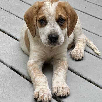 Winchester -  Labrador Retriever Dog for Adoption in Tunica, Mississippi - Winchester | PetCurious