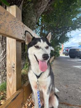 Lola -  Husky Dog for Adoption in Naranjito, Naranjito - Lola | PetCurious