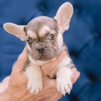 Eola -  French Bulldog Dog for Adoption in Zionsville, Indiana - Eola | PetCurious