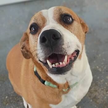 Ollie -  Mixed Breed Dog for Adoption in Davenport, Iowa - Ollie | PetCurious