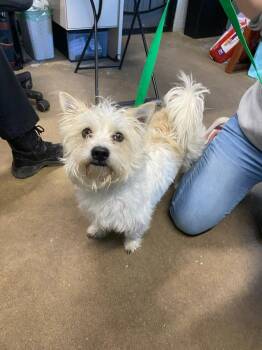 Norwich Terrier and West Highland White Terrier Westie Dogs Available for Adoption - Stewie | PetCurious