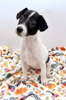 Peppa -  Rat Terrier Dog for Adoption in Covington, Louisiana - Peppa | PetCurious