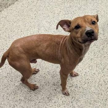 Milber -  Pit Bull Terrier and Mixed Breed Dog for Adoption in Atlanta, Georgia - Milber | PetCurious