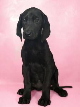 Coonhound and Rottweiler Dogs Available for Adoption in Wheelersburg, Ohio - Onyx  | PetCurious