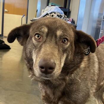 Stella -  Shepherd and Husky Dog for Adoption in Wilmington, Delaware - Stella | PetCurious