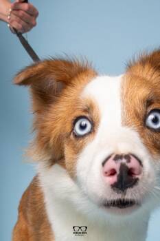 Igby -  Australian Shepherd Dog for Adoption in Hoffman Estates, Illinois - Igby | PetCurious