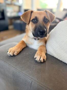 Miley Rose -  Beagle and Husky Dog Available for Adoption in VERNON ROCKVL, Connecticut - Miley Rose | PetCurious