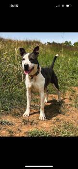 Rescue Pit Bull Terrier and American Staffordshire Terrier Dogs for Adoption in Mount Pleasant, South Carolina - Karma | PetCurious