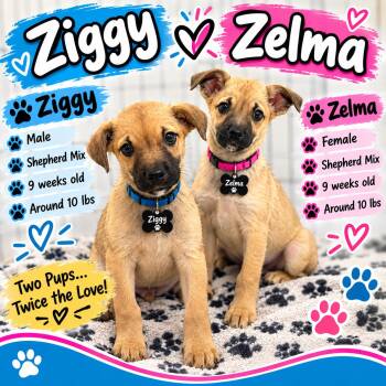 Ziggy -  Mixed Breed Dog for Adoption in Rock Hill, New York - Ziggy | PetCurious