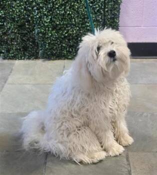 61142778 -  Maltese and Mixed Breed Dog for Adoption in El Paso, Texas - 61142778 | PetCurious