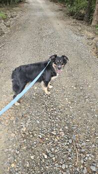 Razin -  Australian Shepherd Dog for Adoption in Thomasville, North Carolina - Razin | PetCurious