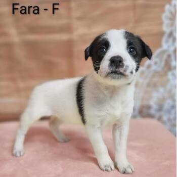 Pit Bull Terrier and Mixed Breed Dogs Available for Adoption in Griswold, Connecticut - Fara | PetCurious