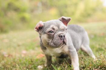 Rescue French Bulldog Dogs for Adoption in Gradyville, Kentucky - Xaden | PetCurious