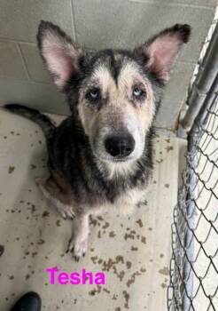 Rescue Shepherd and Affenpinscher Dogs for Adoption in Camden, Tennessee - Tesha | PetCurious