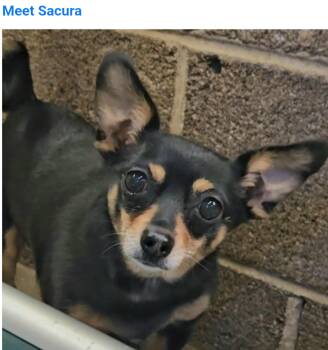 Chihuahua Dogs Available for Adoption in Salt Lake City, Utah - Sacura | PetCurious