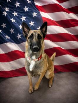 Jessie -  German Shepherd Dog and Mixed Breed Dog for Adoption in Rock Springs, Wyoming - Jessie | PetCurious