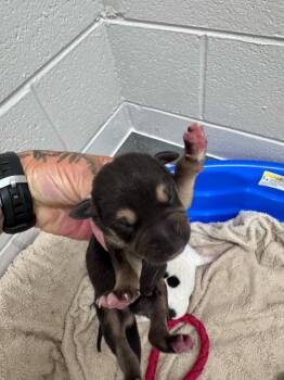 Mathers -  Labrador Retriever Dog for Adoption in Chattanooga, Tennessee - Mathers | PetCurious