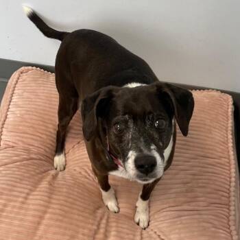 Beagle and Mixed Breed Dogs Available for Adoption in Roanoke, Virginia - Daisy | PetCurious