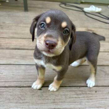 Maple -  Catahoula Leopard Dog Dog for Adoption in Charlotte, North Carolina - Maple | PetCurious