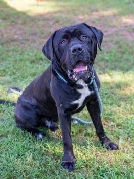 Viper -  Mixed Breed Dog for Adoption in Chamblee, Georgia - Viper | PetCurious