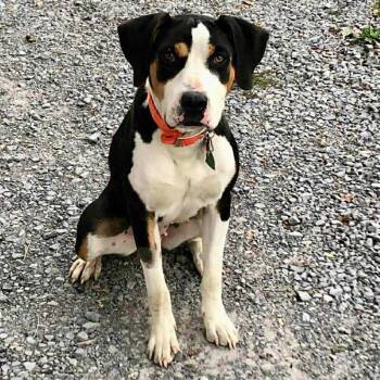 Rescue Hound Dogs for Adoption in Falls Church, Virginia - Annie Mae | PetCurious